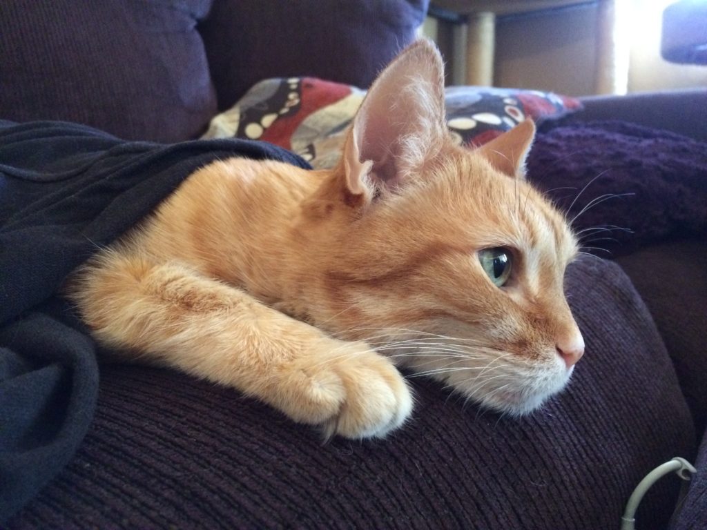 An orange cat laying on a pillow, her face and front paw sticking out from under a blanket.
